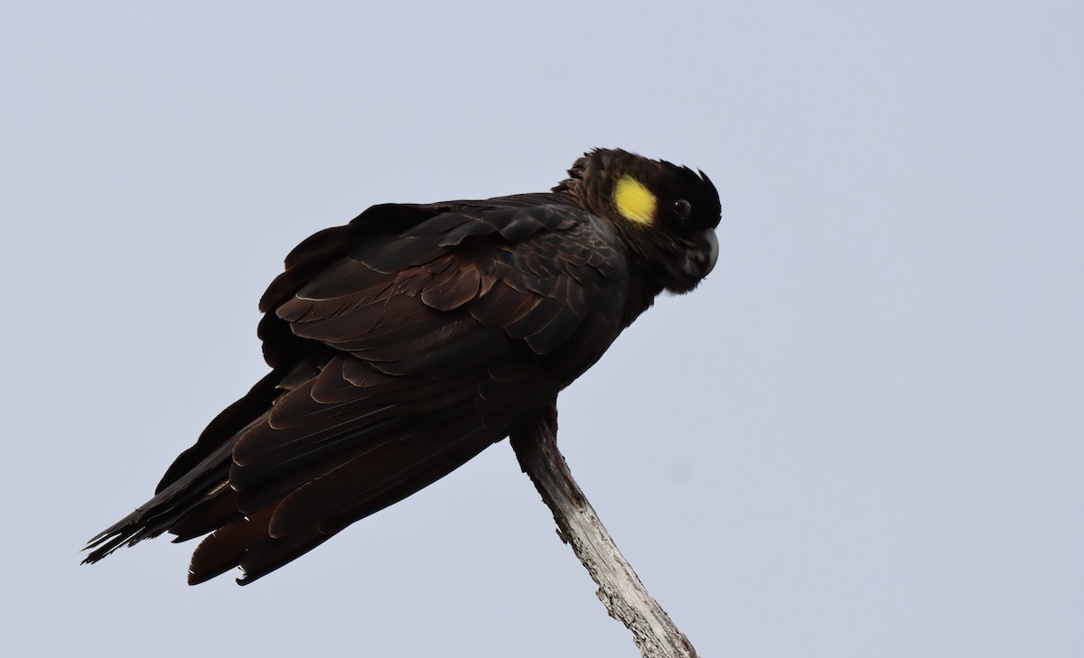 Yellow-tailed Black-Cockatoo - ML482693651