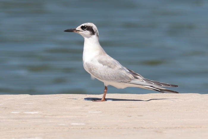 Forster's Tern - ML482693961