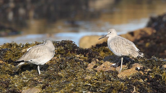 Playero Aliblanco (inornata) - ML482694