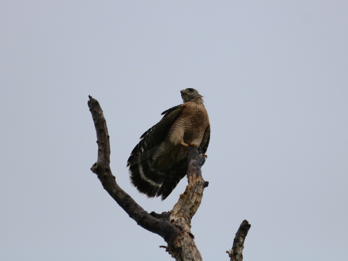 Red-shouldered Hawk - ML482696951