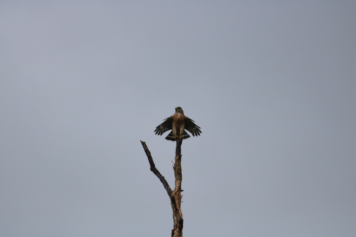 Red-shouldered Hawk - ML482696961