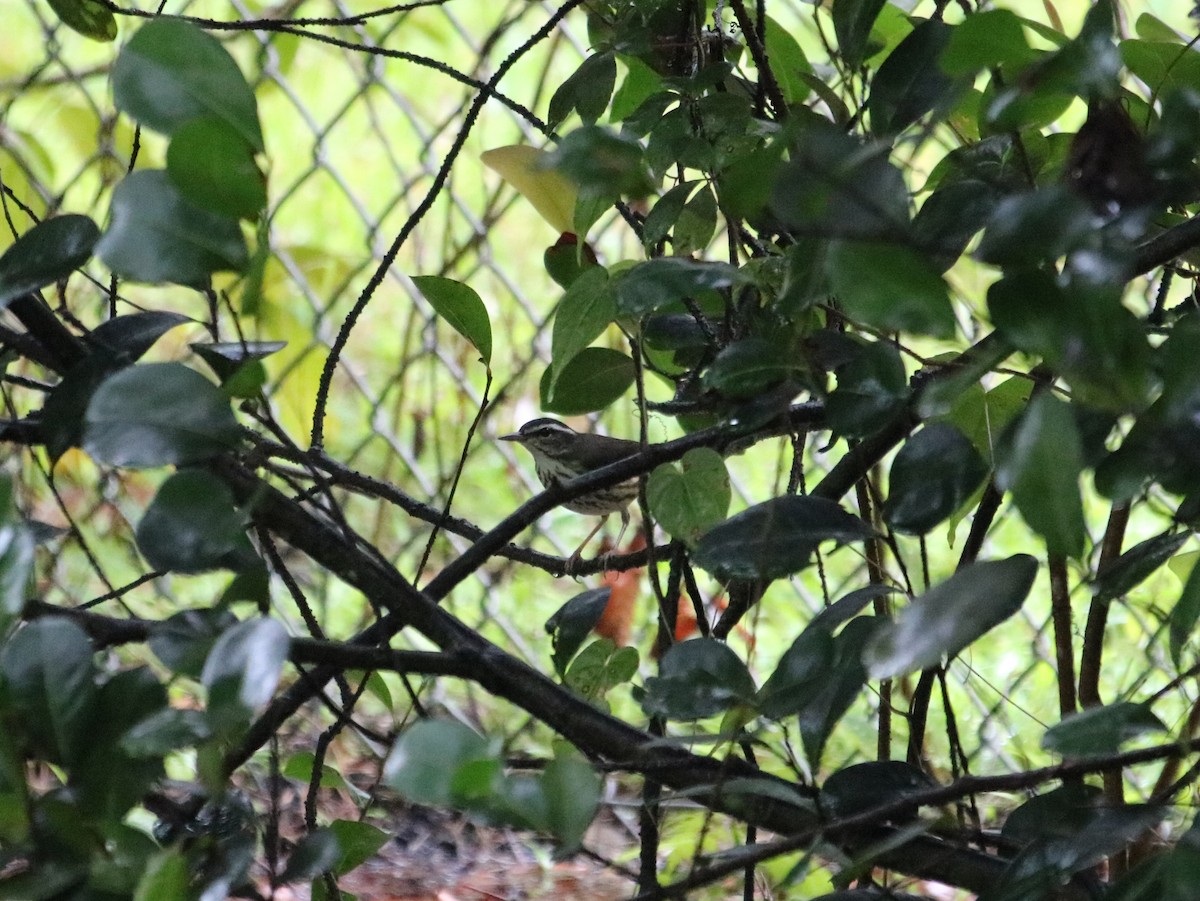 Louisiana Waterthrush - ML482697281