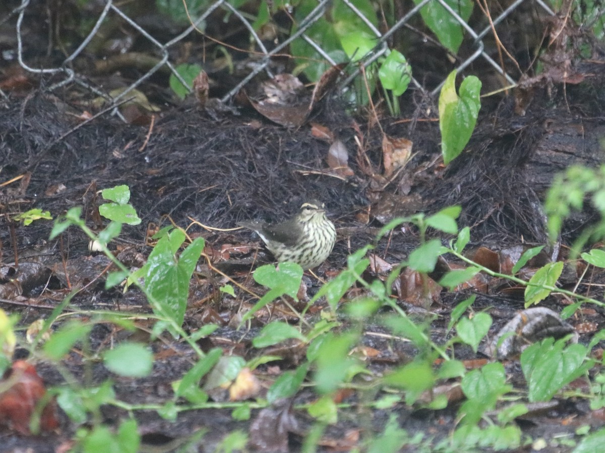 Northern Waterthrush - ML482697411