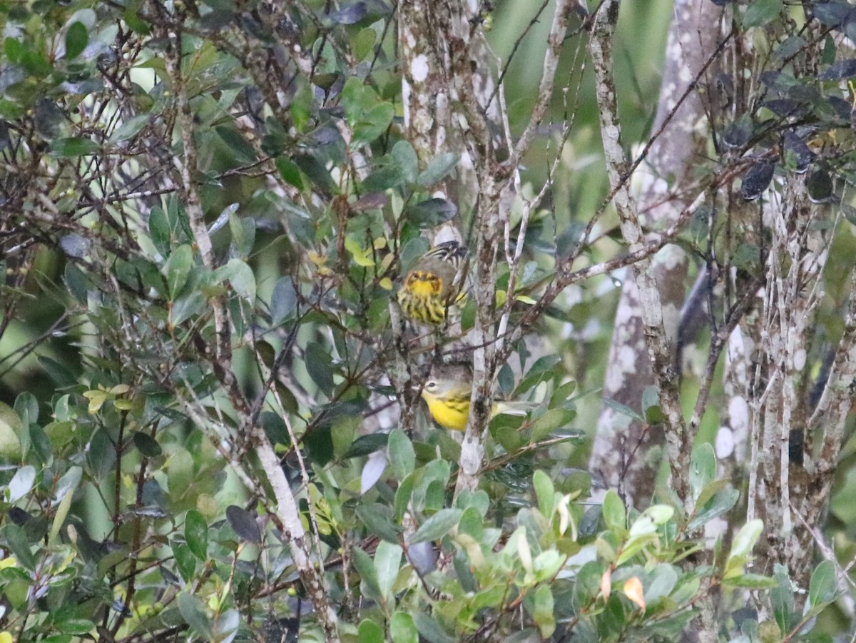 Cape May Warbler - ML482697481