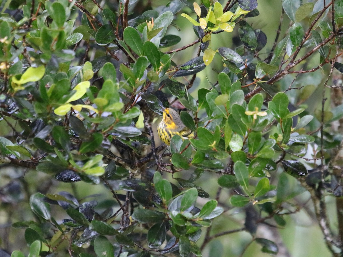 Cape May Warbler - ML482697491