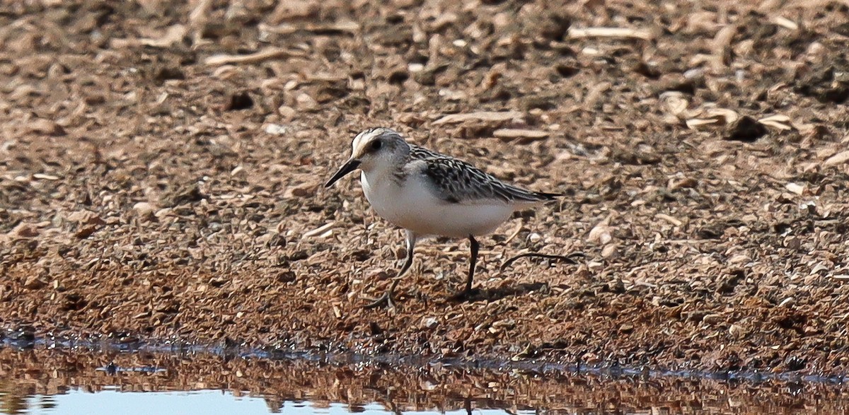 Bécasseau sanderling - ML482697851