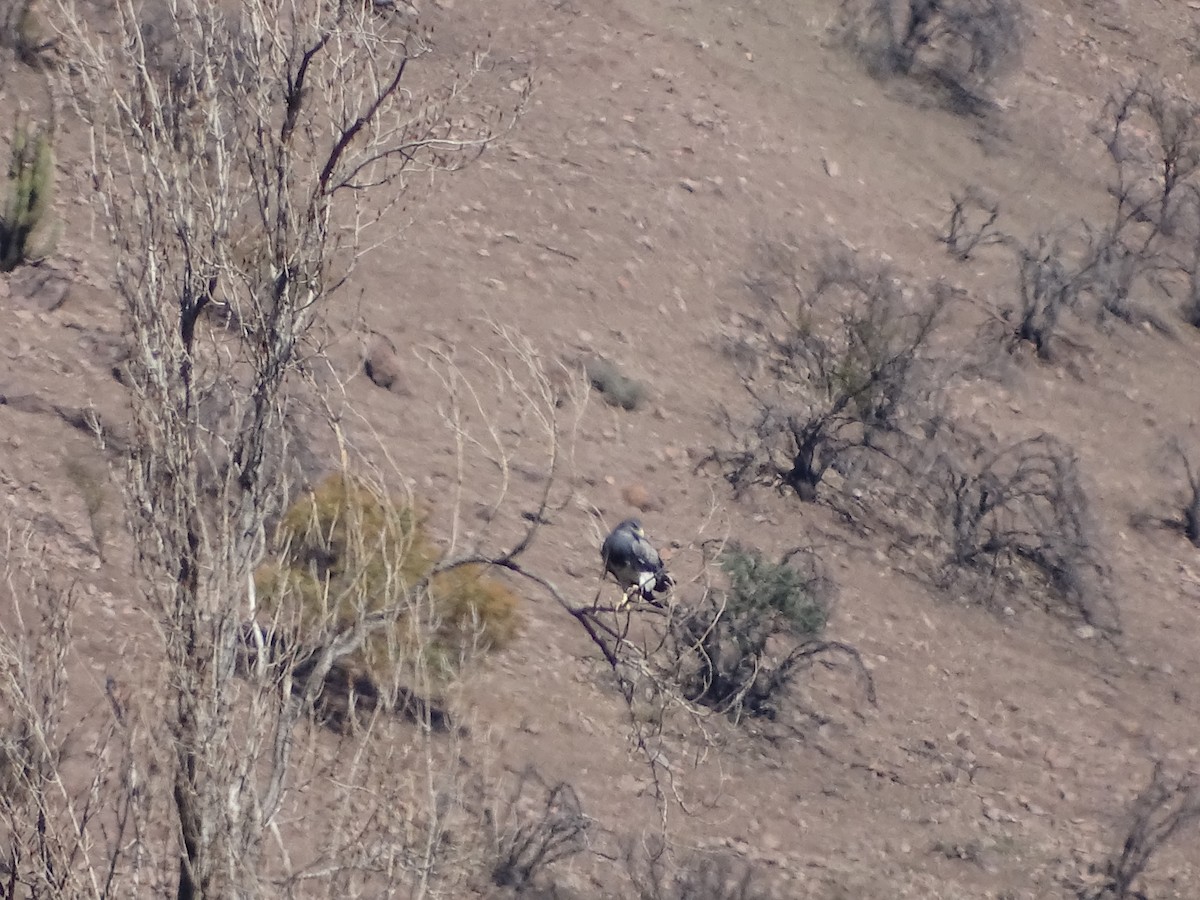 Black-chested Buzzard-Eagle - ML482698301