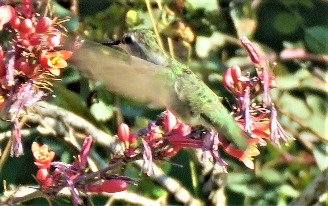 Black-chinned Hummingbird - Patrick O'Driscoll