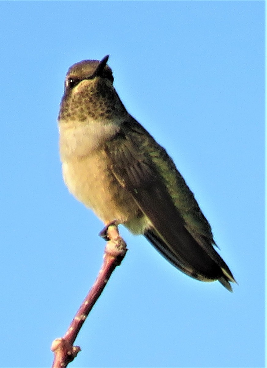 Broad-tailed Hummingbird - ML482698791