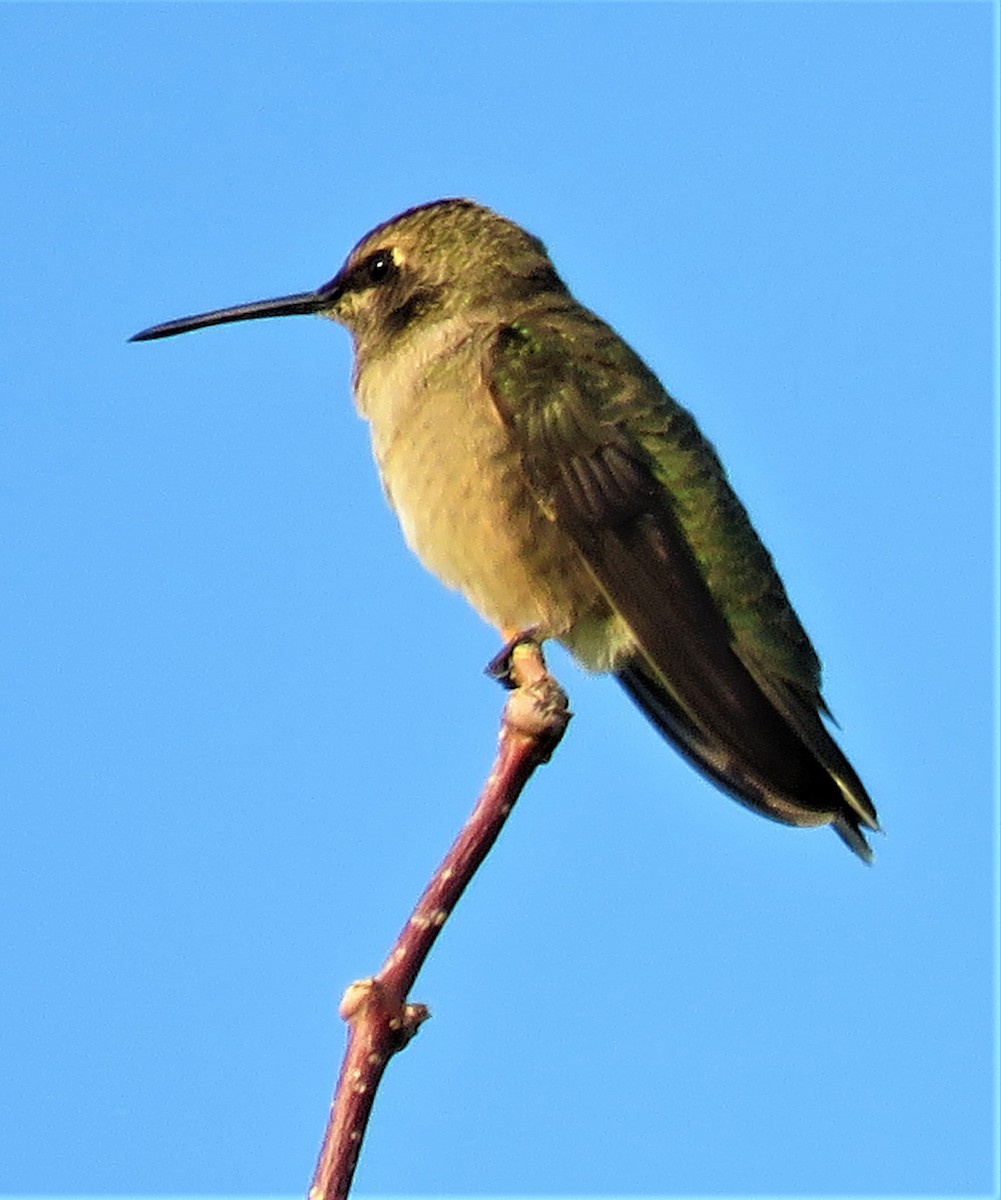 Broad-tailed Hummingbird - ML482698801