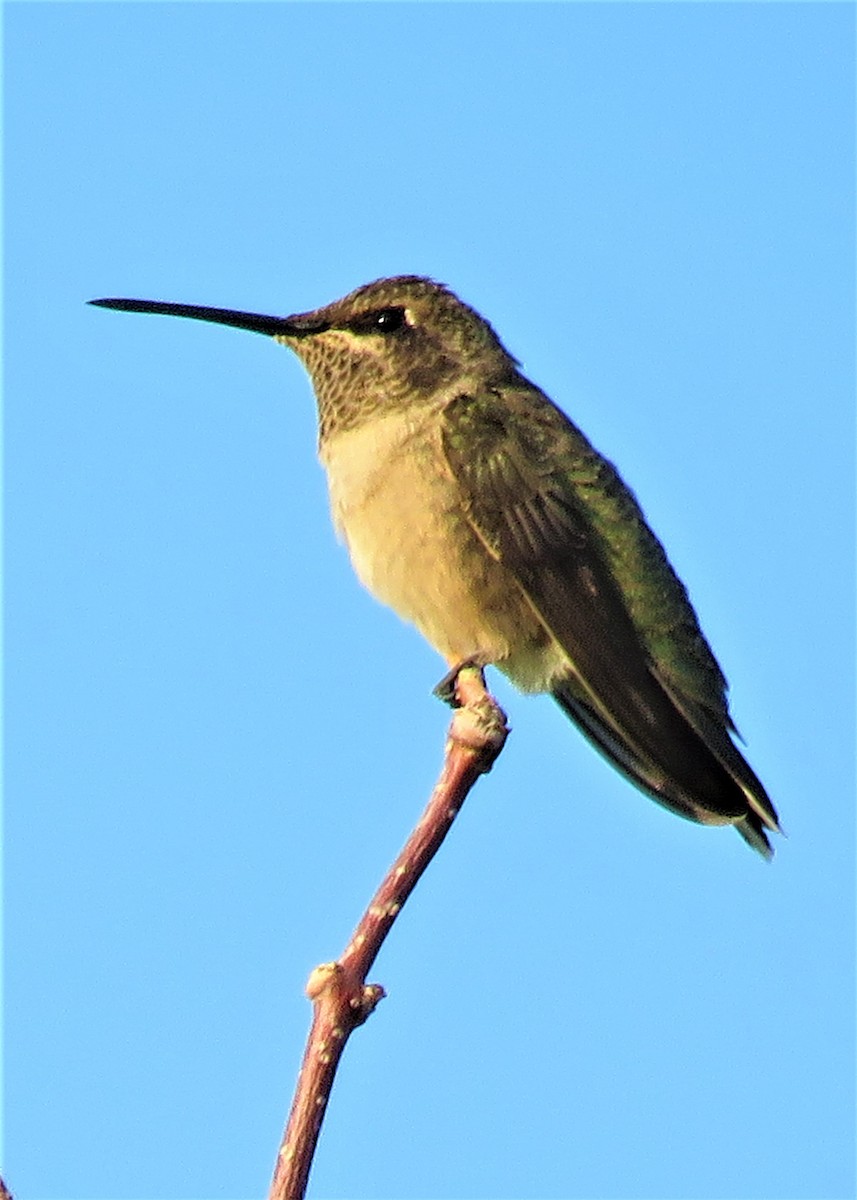 Broad-tailed Hummingbird - ML482698811