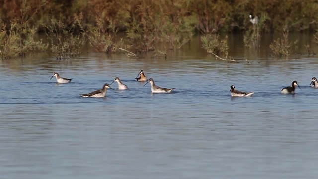 hvithalesvømmesnipe - ML482699