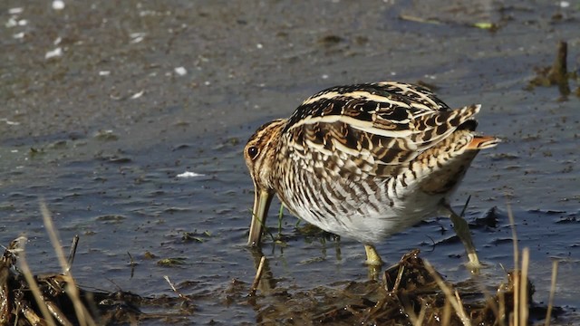 Wilson's Snipe - ML482700