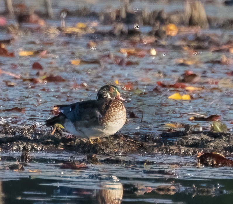 Wood Duck - ML482700231