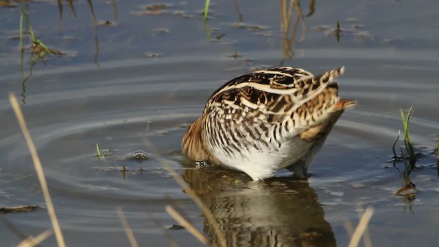 Wilson's Snipe - ML482701