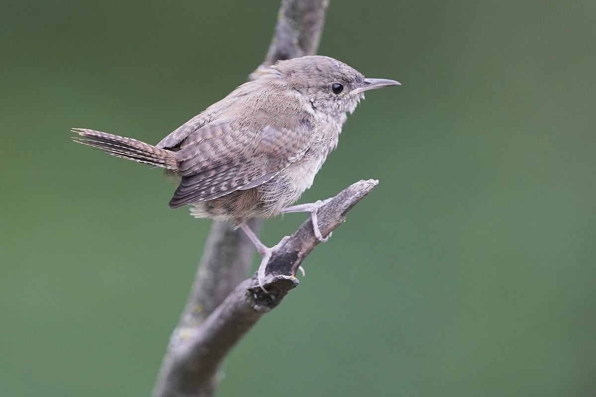 House Wren - ML482701461