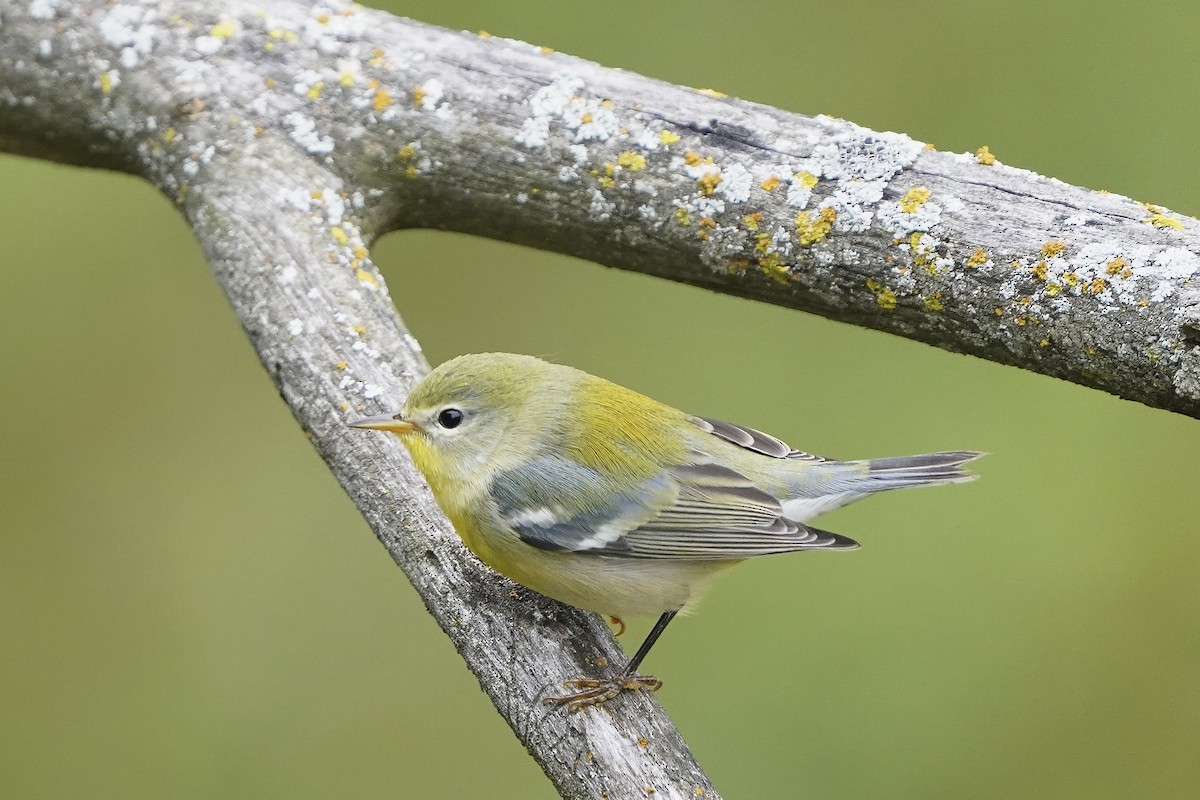 Northern Parula - ML482701521