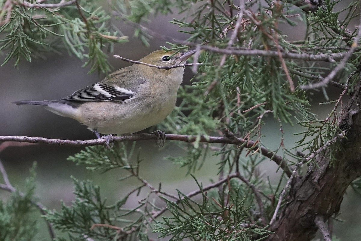 Bay-breasted Warbler - ML482701751