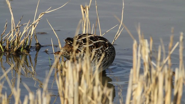 Wilson's Snipe - ML482702