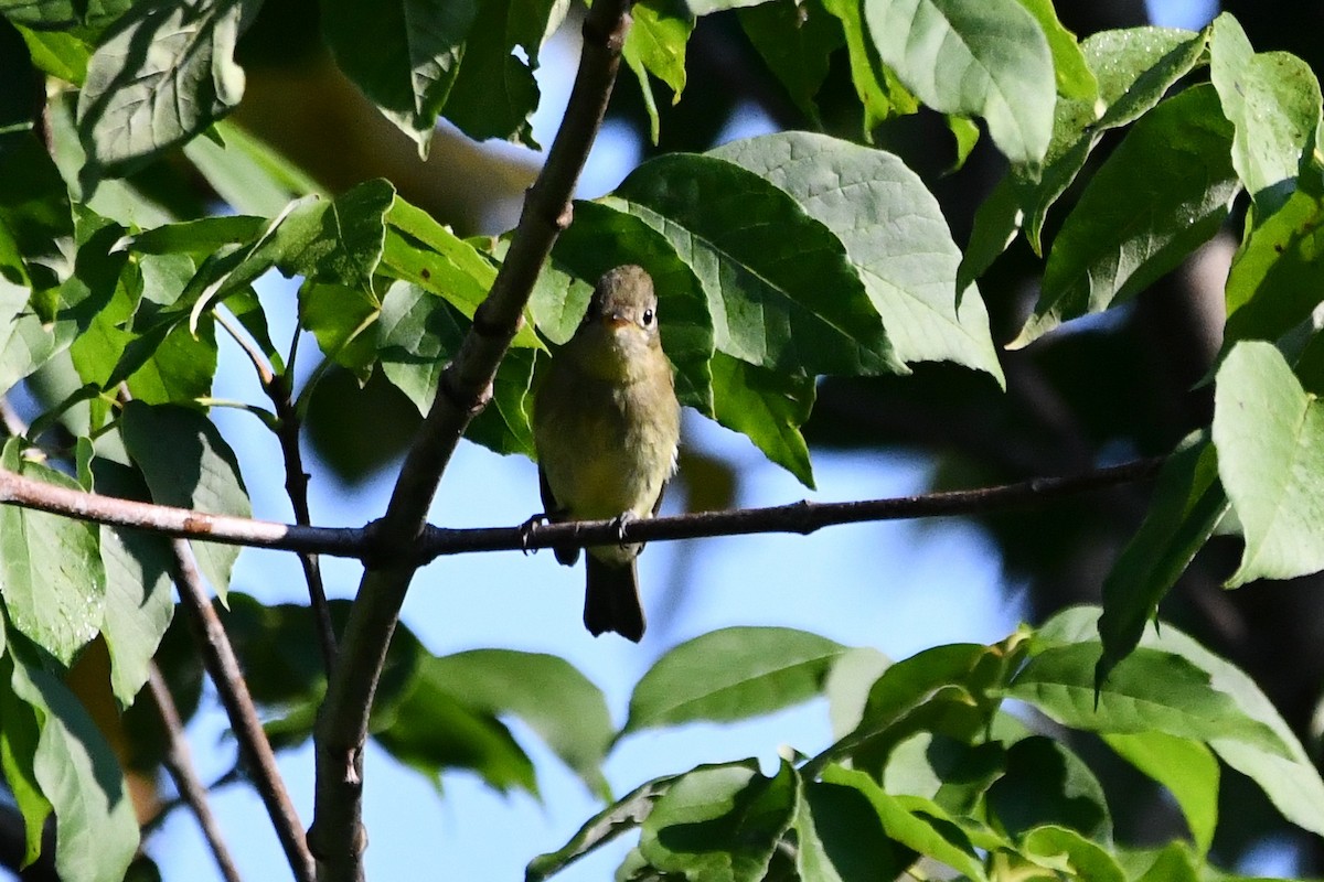 Yellow-bellied Flycatcher - ML482702091