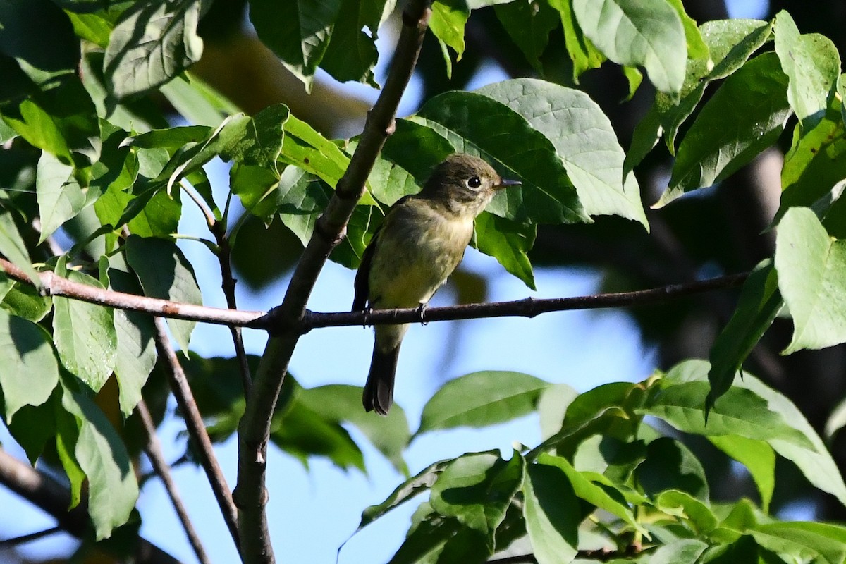 Yellow-bellied Flycatcher - ML482702101