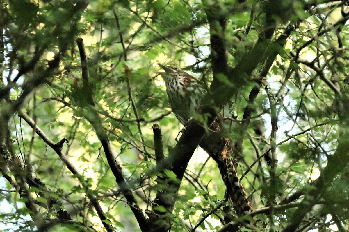 Long-tailed Koel - ML482702211