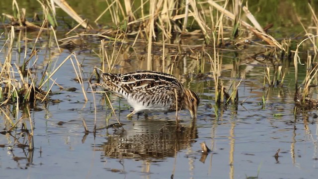 Wilson's Snipe - ML482703