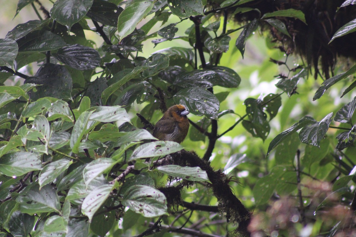 Prong-billed Barbet - Iyok Madriz Guevara