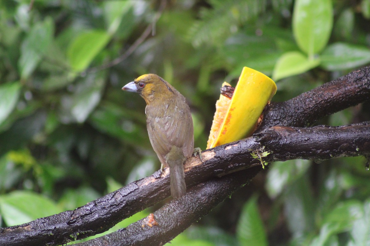 Prong-billed Barbet - Iyok Madriz Guevara