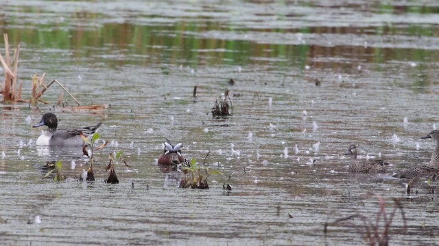 Blue-winged x Cinnamon Teal (hybrid) - ML482704