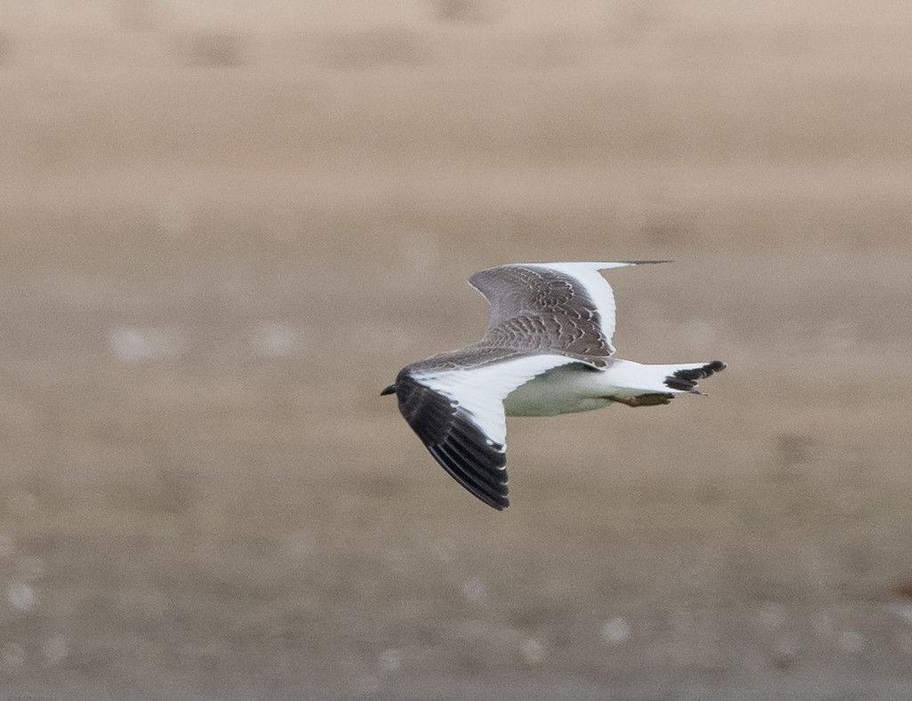 Sabine's Gull - ML482704021