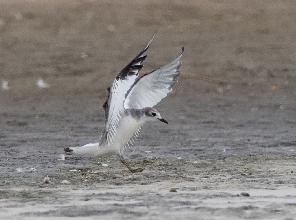 Sabine's Gull - ML482704031