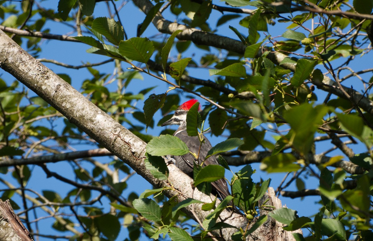 Pileated Woodpecker - ML482704041