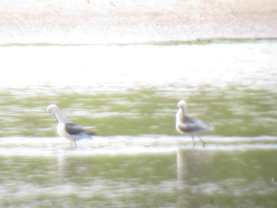 Avoceta Americana - ML482704441