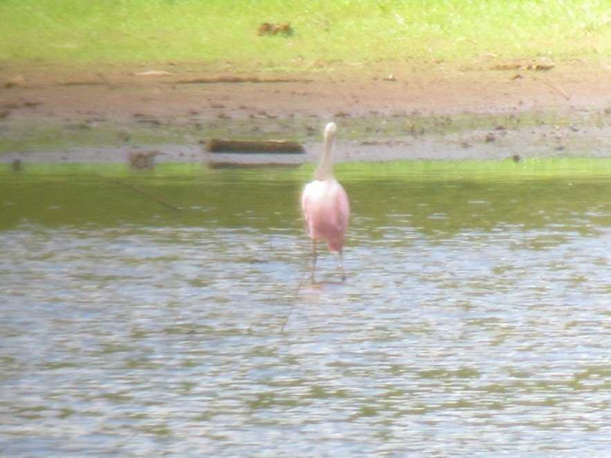 Roseate Spoonbill - ML482704501