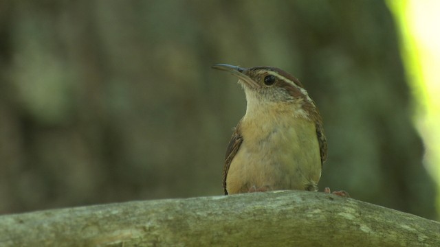 Carolina Wren - ML482707