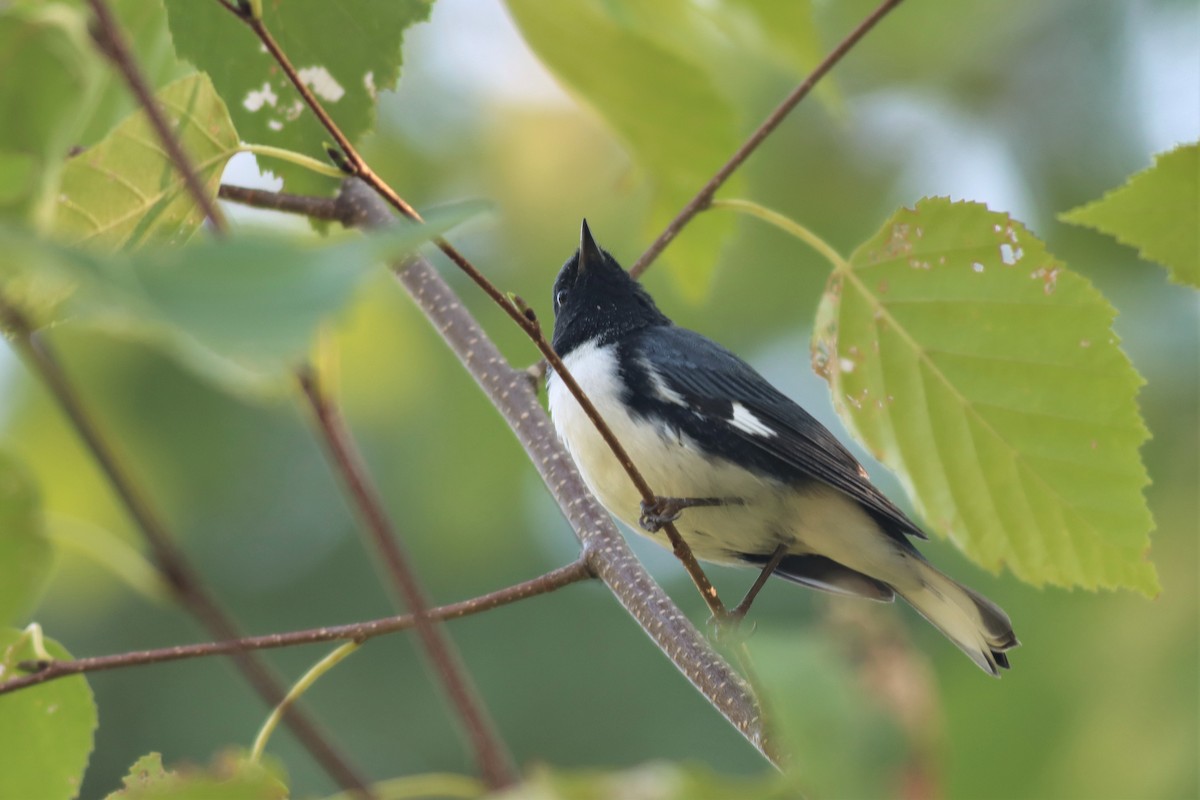 Black-throated Blue Warbler - ML482707551