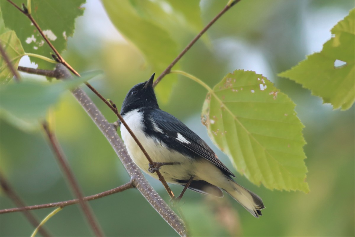 Black-throated Blue Warbler - ML482707561