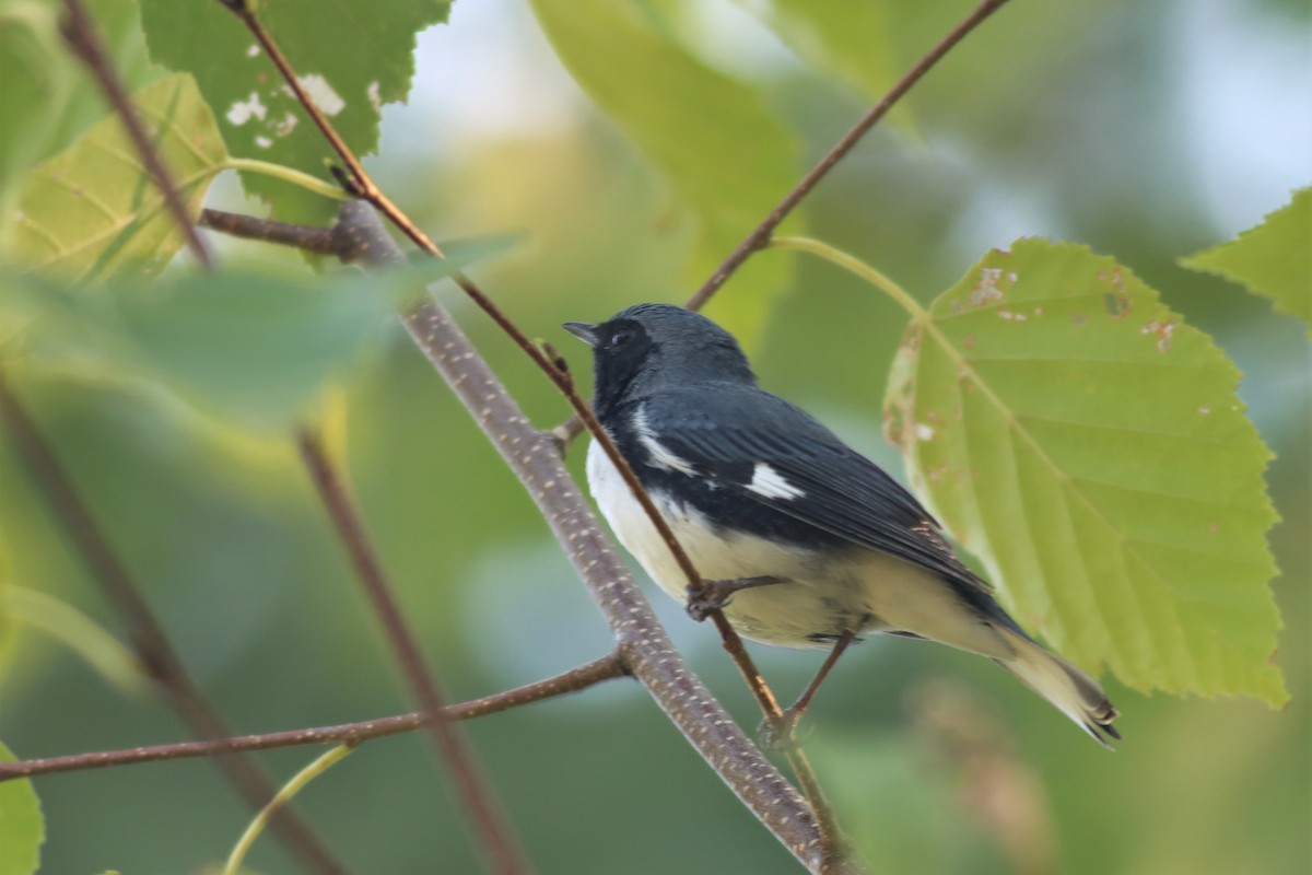 Paruline bleue - ML482707571