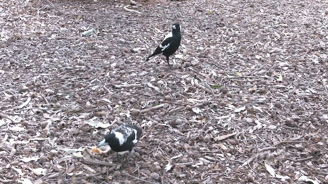 Australian Magpie (Western) - ML482708321