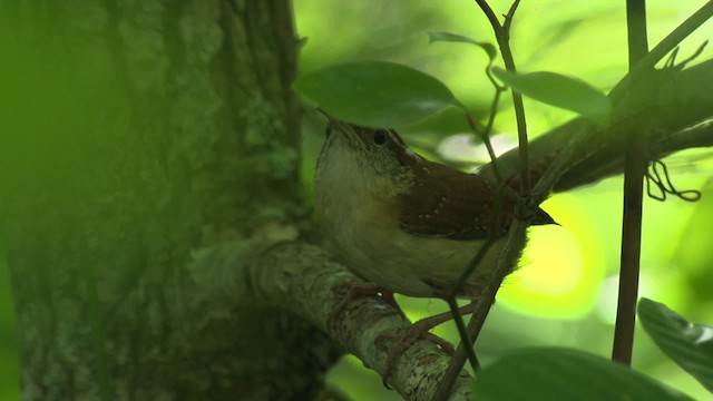 Carolina Wren - ML482709