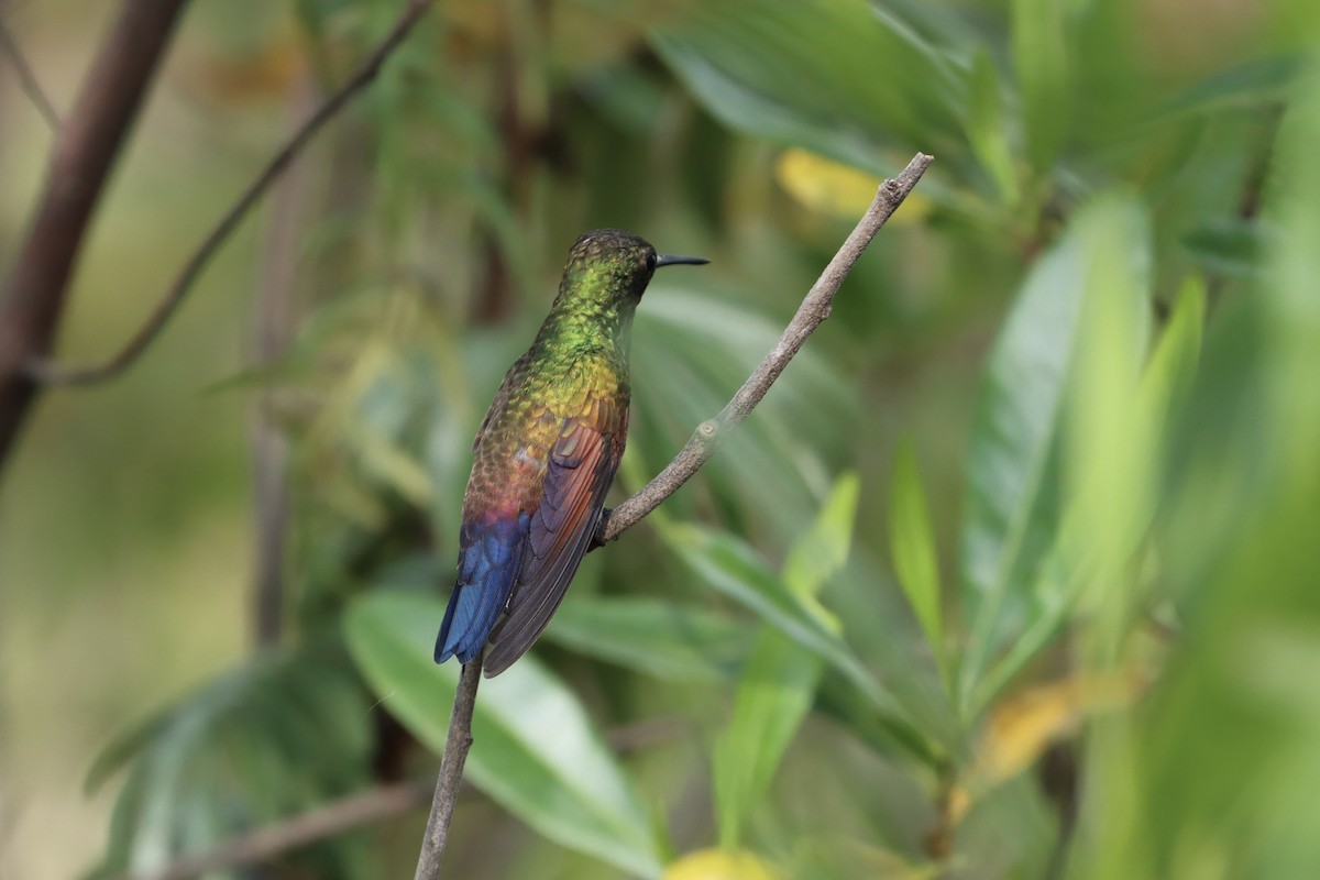 Blue-tailed Hummingbird - ML482709801