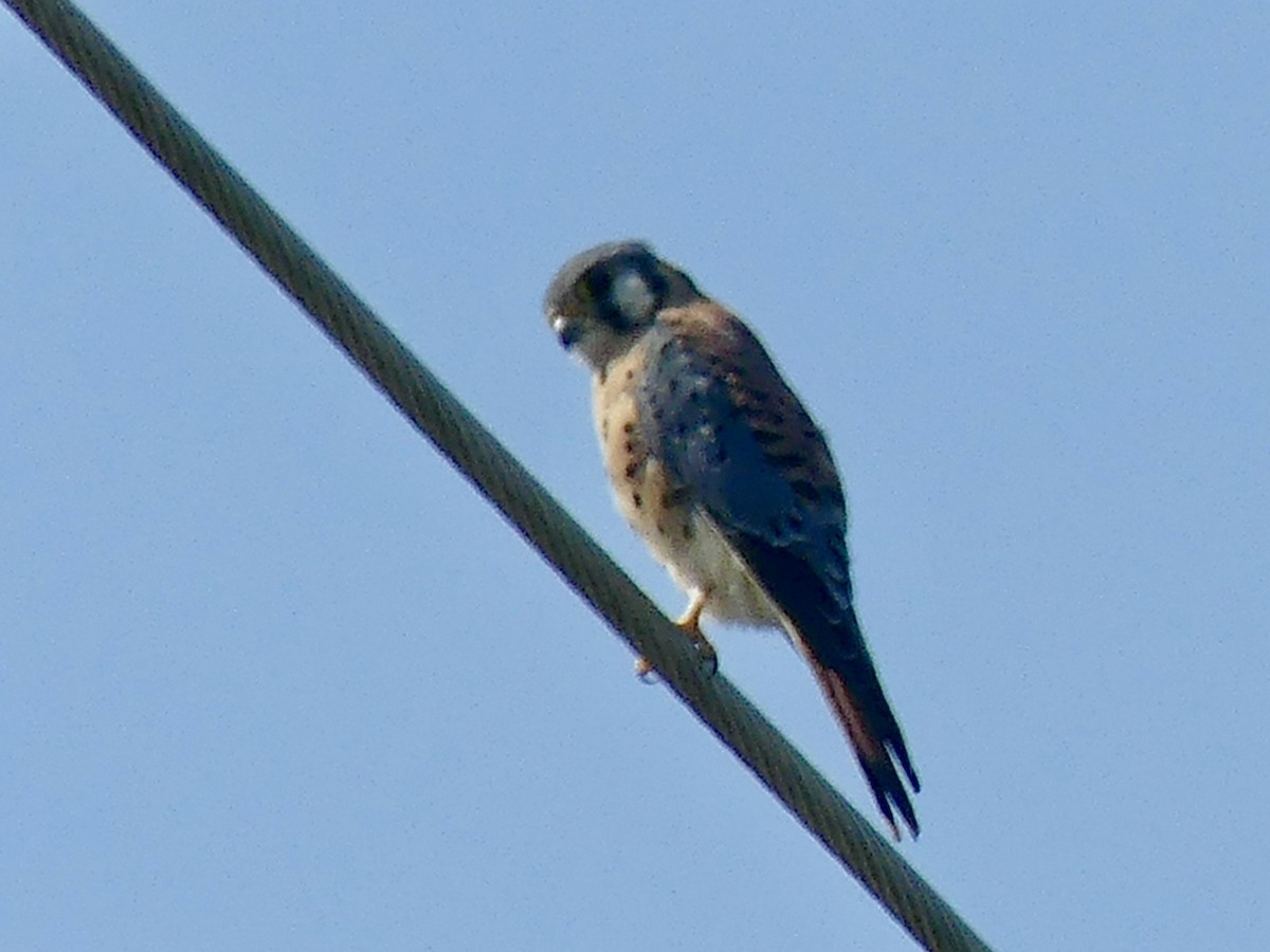 American Kestrel - ML482709831