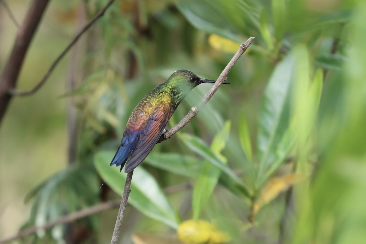 Blue-tailed Hummingbird - ML482709861