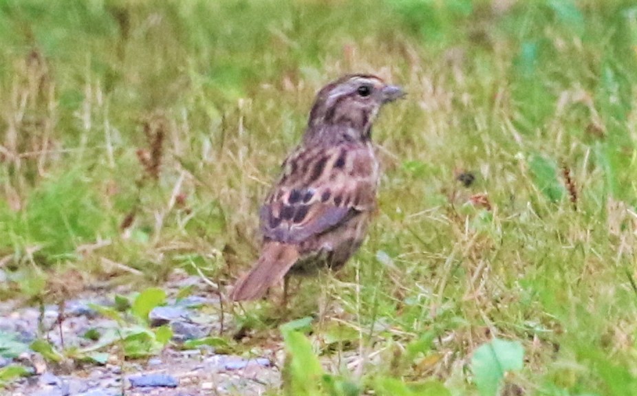 Song Sparrow - ML482710491