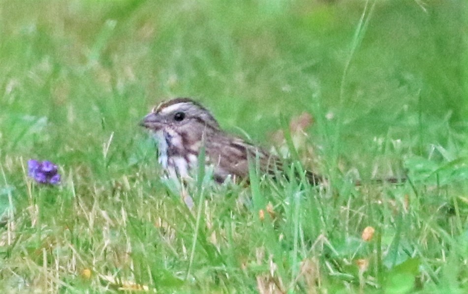 Song Sparrow - ML482710681