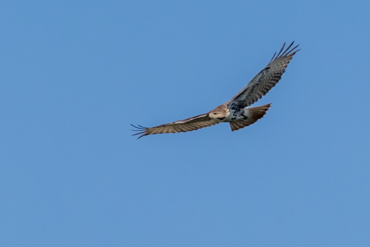 Red-tailed Hawk - ML482710881