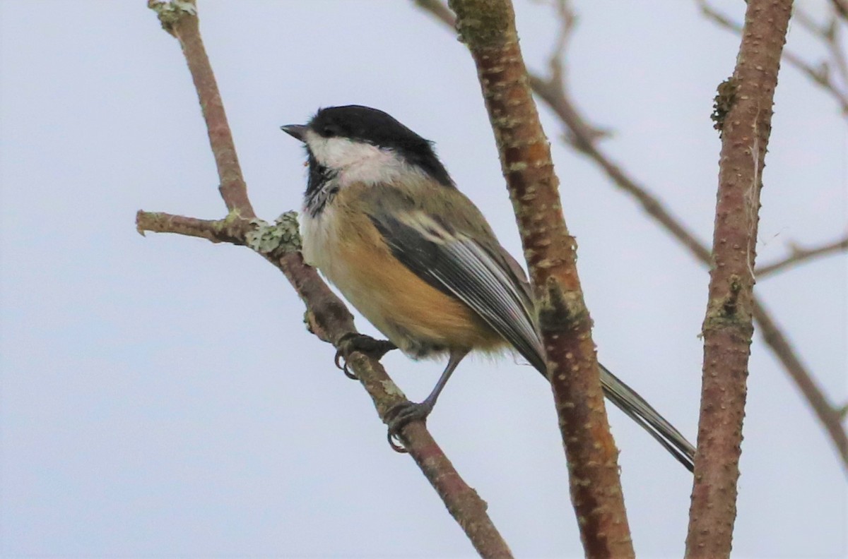 Black-capped Chickadee - ML482711201