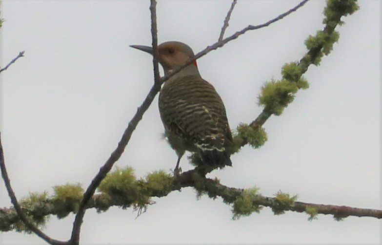 Northern Flicker - ML482711261