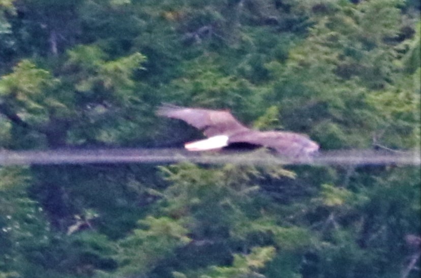 Bald Eagle - ML482711501